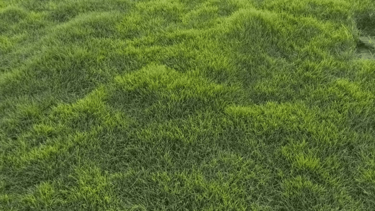Order loose natural lawn grass online today and get it delivered to your doorstep within 1 day!