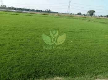 Natural Lawn Grass in Delhi