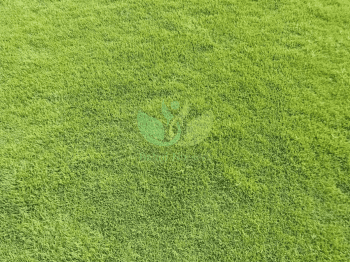 Natural Lawn Grass in Delhi