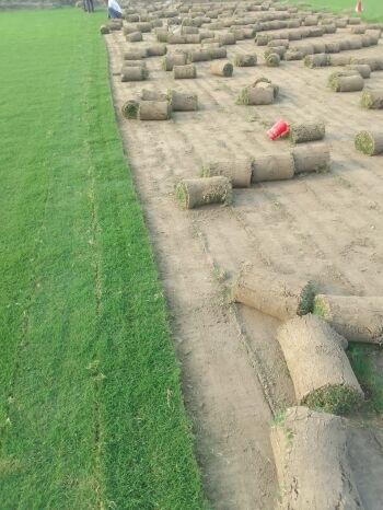 Visual guide by Balaji Nursery showing the best lawn grass for each Indian region based on climate, soil, and durability needs.