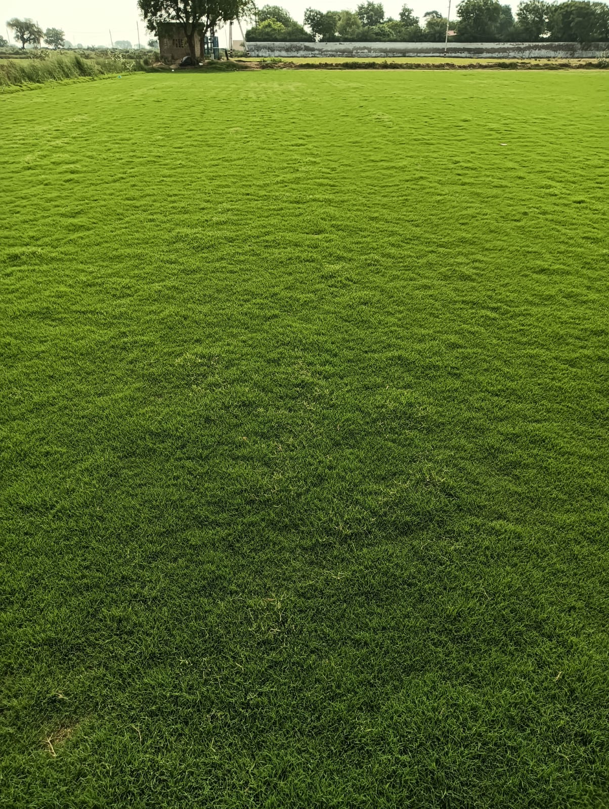 Balaji Nursery for Natural Lawn Grass in India