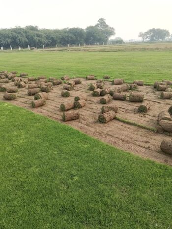 Balaji Nursery for Natural Lawn Grass in India