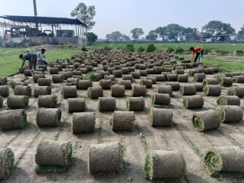 Natural Lawn Grass Price per Square Foot in India (2025 Guide)