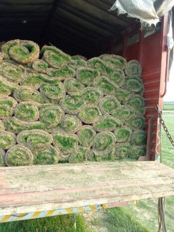 cheapest natural lawn grass in Delhi