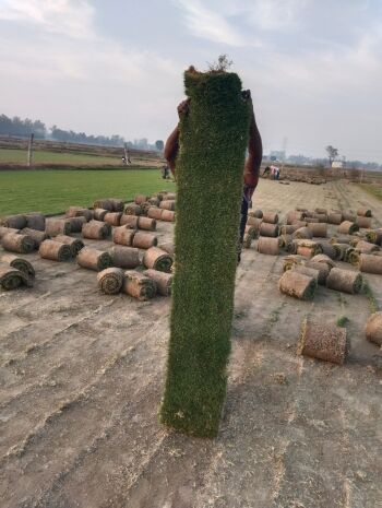 Natural Lawn Grass in Haryana