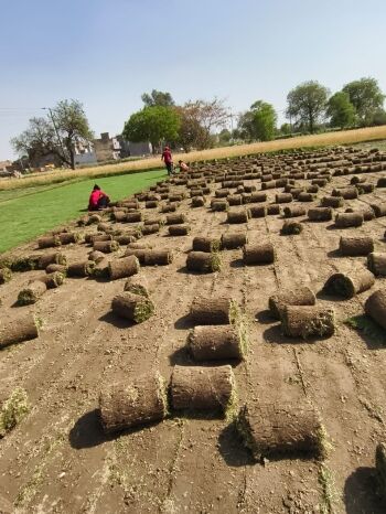 Want to buy natural grass in Delhi? Learn what to check before buying sod rolls. Explore expert tips and discover trusted suppliers like Balaji Nursery in 2025.