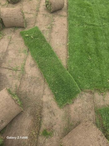 Natural Lawn Grass in Delhi
