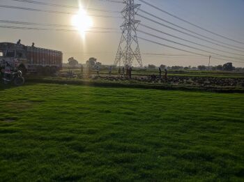 Loose Natural Lawn Grass for Dibbling Technique