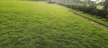 Close-up view of Zoysia Matrella grass carpet showing fine blades and lush green color
