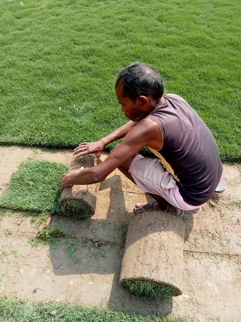 Best Lawn Grass for Your Backyard: How to Choose Wisely