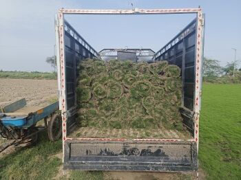 A well-manicured lawn in a residential community featuring drought-resistant and eco-friendly grass.