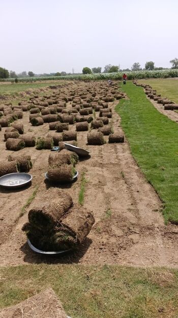 lawn grass for home, grass for garden, grass rolls for backyard