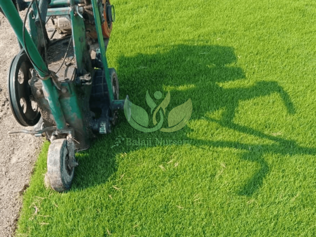 Balaji Nursery for Natural Lawn Grass in India
