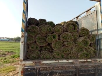 Zoysia Japonica grass