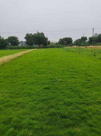Natural Grass Supplier in Delhi