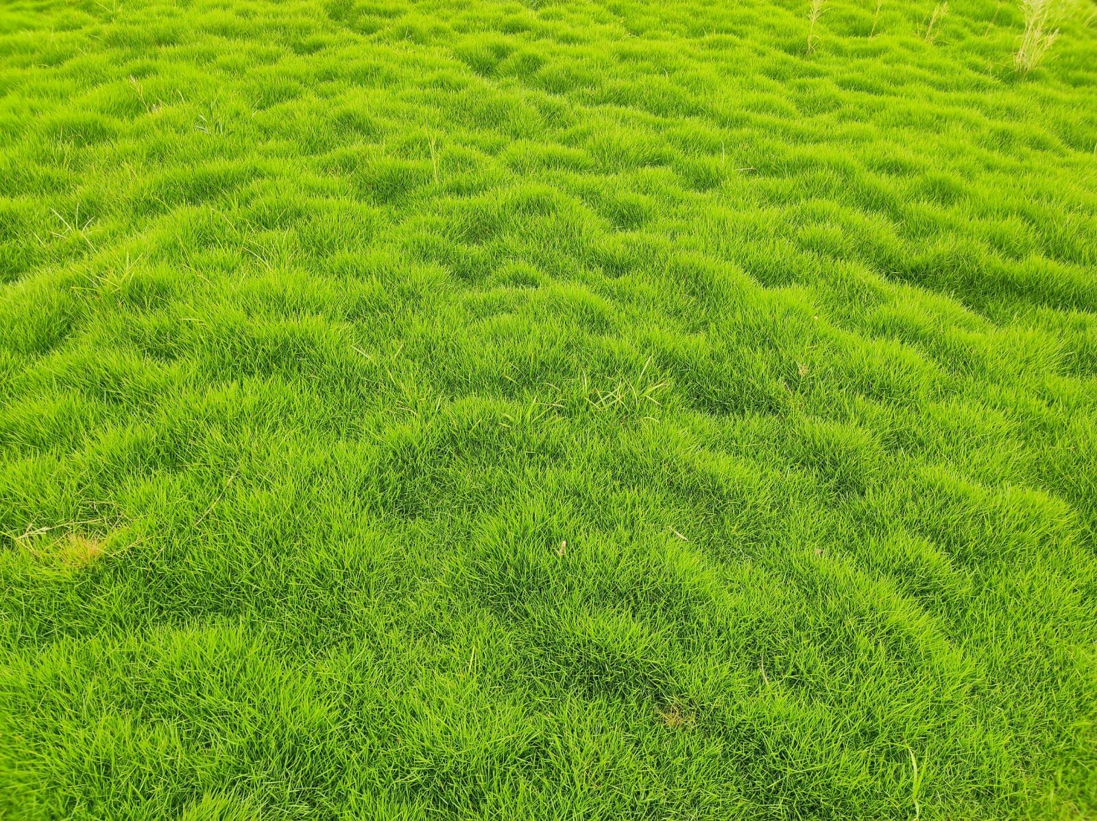 Natural Lawn Grass Supplier Delhi