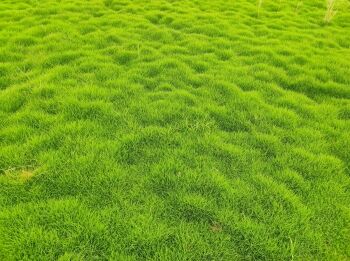 lawn grass suppliers in Delhi