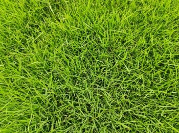 wholesale grass supplier Delhi