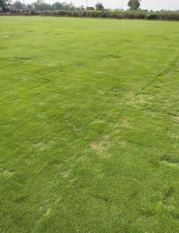 Full view of a completed lawn with Zoysia Matrella grass carpet