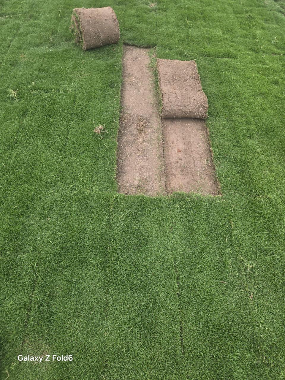 Natural Lawn Grass in Delhi