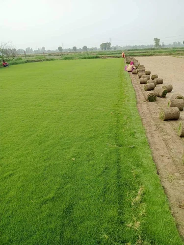 Natural Lawn Grass in Delhi