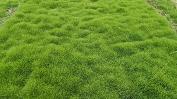 Rolled turf of Zoysia Matrella grass carpet ready for shipment across India
